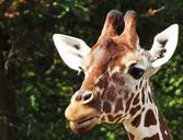 giraffe-head-animal-520805.jpg