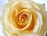 yellow-rose-summer-garden-flower-696624.jpg