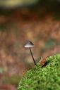 mushroom-small-alone-autumn-nature-546301.jpg