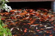 koi-pond-fish-koi-carp-appear-1162044.jpg