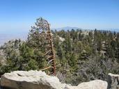 palm-springs-usa-forest-rock-pine-542818.jpg