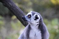 lemur-animal-madagascar-wild-1275732.jpg