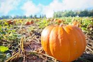 giant-pumpkins-pumpkins-autumn-fall-955608.jpg