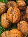 fresh-walnuts-garden-harvest-nut-1098060.jpg