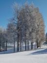 trees-avenue-wintry-frost-sunshine-635647.jpg