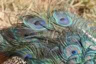 peacock-feathers-tail-908761.jpg