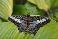 butterfly-nature-picture-578245.jpg