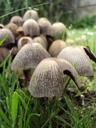 mushroom-fungi-nature-green-fresh-192848.jpg