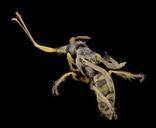 Geodiscelis_longiceps,_f,_chile,_angle_2014-08-08-15.57.48_ZS_PMax.jpg