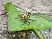 dragonfly-insect-yellow-573179.jpg