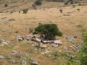 flock-of-sheep-sardinia-sheep-flock-516867.jpg