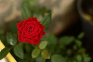 red-rose-flowers-blur-nature-981694.jpg