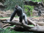 gorilla-ape-primate-imposing-grim-1495551.jpg