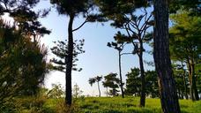 pine-wood-arboretum-blue-nature-750075.jpg