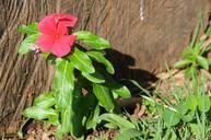 trunk-leaves-flowers-wood-nature-434885.jpg