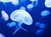 jellyfish-sea-water-sea-animal-117256.jpg