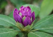 rhododendron-bud-macro-flower-36170.jpg