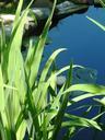 pond-leaves-flowers-nature-plants-383555.jpg