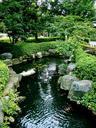 japan-tokyo-asakusa-koi-garden-74424.jpg