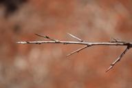 branch-arid-wood-nature-tree-1608296.jpg