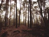 wood-forest-trees-undergrowth-1209134.jpg