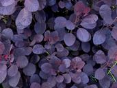 leaves-violet-shrubs-grasses-plant-1614901.jpg