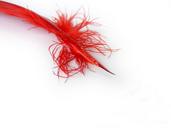 feathers-red-quills-writing-tools-13759.jpg