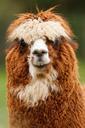 alpaca-animal-single-brown-curly-84477.jpg