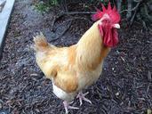 rooster-chicken-livestock-bird-1578281.jpg