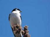 wye-marsh-bird-black-white-ontario-274717.jpg