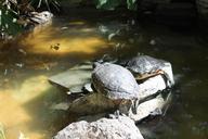 turtles-expensive-shield-water-704142.jpg