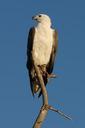 adler-raptor-animal-695171.jpg