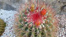 cactus-flower-august-ischia-summer-1596326.jpg