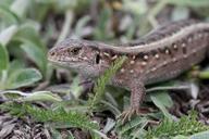 lizard-sand-lizard-female-wildlife-534810.jpg