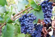 grapes-blue-fruit-food-healthy-534722.jpg