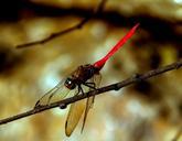 dragonfly-insect-red-black-wings-425159.jpg