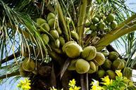 coconut-palm-tree-green-palma-804380.jpg