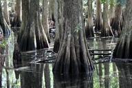 swamp-florida-cypress-trees-water-821666.jpg