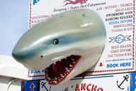 shark-head-animal-dangerous-fish-1599353.jpg