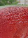 watermelon-melon-red-fruit-418087.jpg