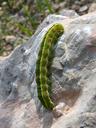 caterpillar-colorful-worm-1363502.jpg