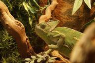 chameleon-yemen-chameleon-animal-717392.jpg