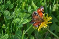 peacock-butterfly-butterfly-flower-487011.jpg