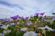 sky-flowering-desert-flowers-purple-960116.jpg