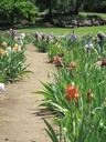 iris-garden-path-nature-flower-73015.jpg