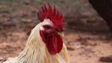 rooster-farm-barnyard-chicken-1537578.jpg