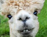 alpaca-smile-teeth-fur-funny-farm-985158.jpg