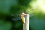 dragonfly-sailing-dragonfly-353400.jpg