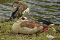 goose-nile-goose-bird-waterfowl-1535150.jpg