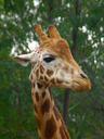 giraffe-male-animal-head-africa-431434.jpg